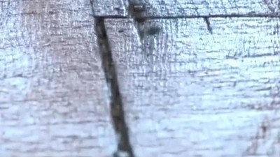 Тера патрик